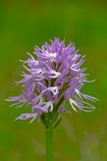 Orchis italica